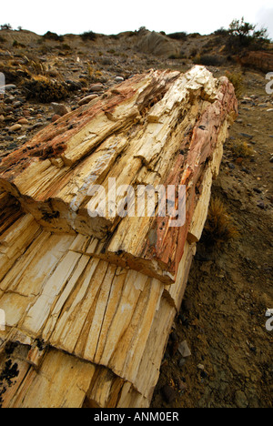 Der versteinerte Wald "José Ormachea', Sarmiento, Provinz, Chubut, Patagonien, Argentinien, Südamerika Stockfoto
