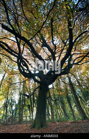 Eine alte Buche in herbstlichen Farben auf der Cotswold Way, Standish Woods, Gloucestershire, UK Stockfoto