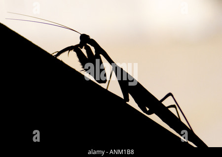 Gottesanbeterin, Andalusien, Spanien Stockfoto
