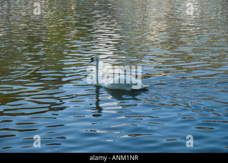 einzelne Schwan im Wasser Stockfoto