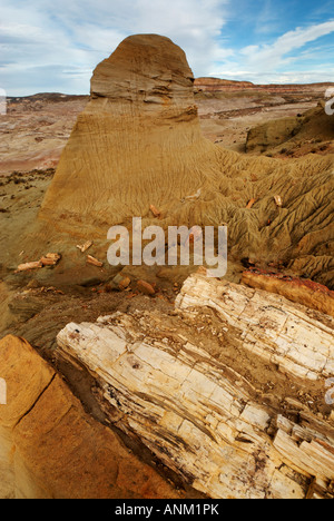Der versteinerte Wald "José Ormachea', Sarmiento, Provinz, Chubut, Patagonien, Argentinien, Südamerika Stockfoto