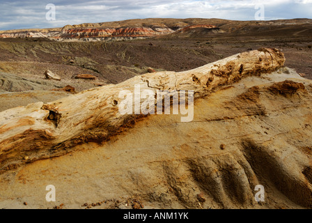 Der versteinerte Wald "José Ormachea', Sarmiento, Provinz, Chubut, Patagonien, Argentinien, Südamerika Stockfoto