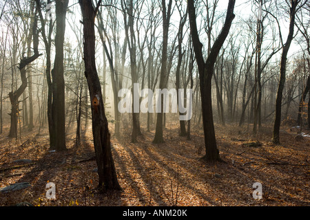 Wald mit Dunst und Nebel in den frühen Morgen in Madison, Connecticut, USA. "New England". Stockfoto