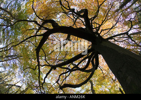 Eine alte Buche in herbstlichen Farben auf der Cotswold Way, Standish Woods, Gloucestershire, UK Stockfoto