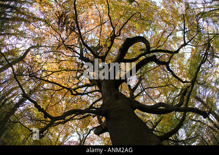 Eine alte Buche in herbstlichen Farben auf der Cotswold Way, Standish Woods, Gloucestershire, UK Stockfoto