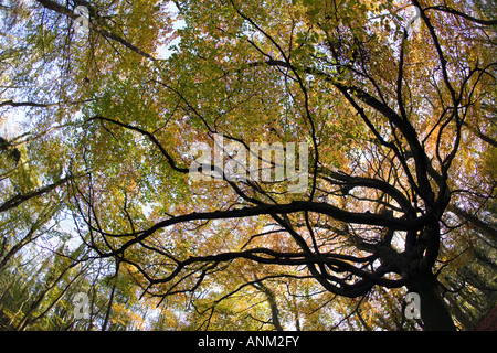 Eine alte Buche in herbstlichen Farben auf der Cotswold Way, Standish Woods, Gloucestershire, UK Stockfoto