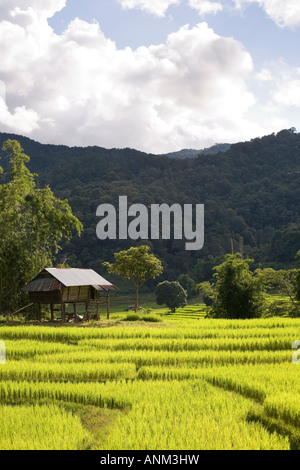 Anbau von Reis Asien  Terraced Reis Felder in Plantagen, Chiang Mai in Thailand Stockfoto