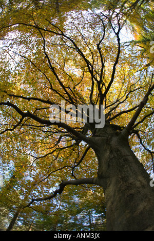 Eine alte Buche in herbstlichen Farben auf der Cotswold Way, Standish Woods, Gloucestershire, UK Stockfoto