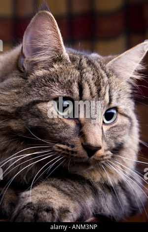 Langhaarige Tabby Katze Kopf geschossen Porträt. Suchen Sie wach und frisch Stockfoto