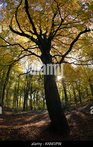 Eine alte Buche in herbstlichen Farben auf der Cotswold Way, Standish Woods, Gloucestershire, UK Stockfoto