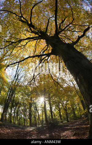 Eine alte Buche in herbstlichen Farben auf der Cotswold Way, Standish Woods, Gloucestershire, UK Stockfoto