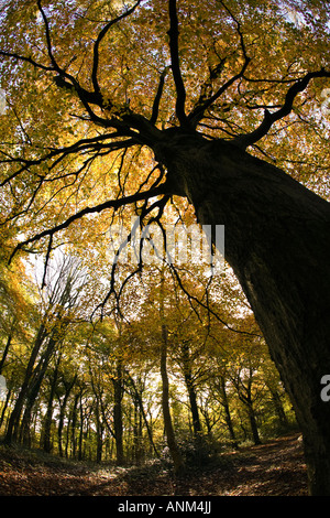 Eine alte Buche in herbstlichen Farben auf der Cotswold Way, Standish Woods, Gloucestershire, UK Stockfoto