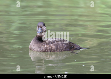 GEMEINSAMEN SCOTER MELANITTA NIGRA WEIBLICHE SCHWIMMEN SV Stockfoto