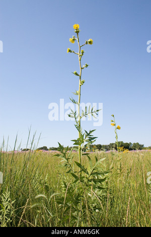 Kompass-Pflanze mit gelben Blüten in ein Illinois prairie Stockfoto