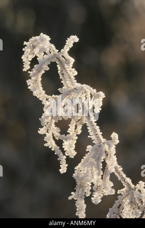 Hinterleuchtete Hoar Frost überzogen gemeinsame Brennnessel Urtica Dioica Saatgut Kopf Stockfoto