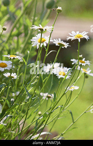 Kamille im Juli. Stockfoto