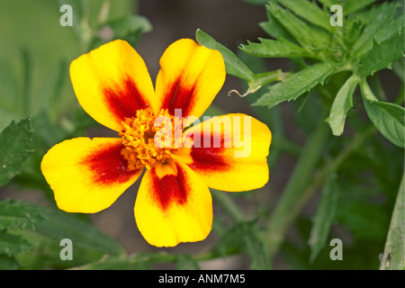 Ringelblumeblume. Stockfoto
