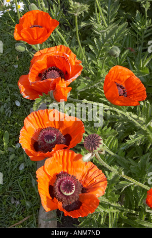 Rot orientalischer Mohn Blumen wachsen im Garten. Wissenschaftlicher Name: Papaver Orientale. Stockfoto