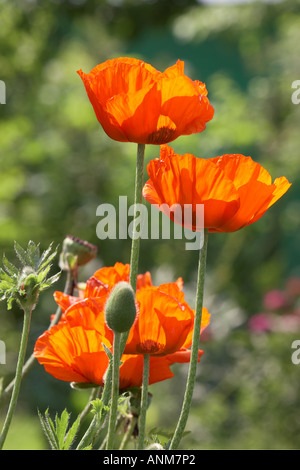 Rot orientalischer Mohn Blumen wachsen im Garten. Wissenschaftlicher Name: Papaver Orientale. Stockfoto