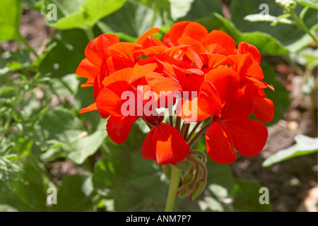 Rote Geranien im Juli. Stockfoto