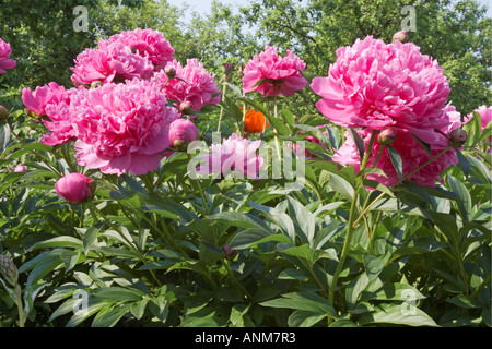 Blühende Pfingstrosen im Schrebergarten im Juli. Region Kaluga, Russland. Stockfoto
