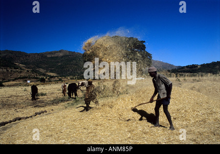 Schälen die Teff Ernte im äthiopischen Hochland. Stockfoto