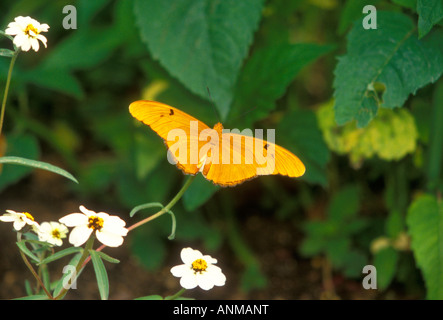 Schmetterling, Julia Dryas Iulia, biologische Park, Albuquerque, New Mexico, USA, Nordamerika Stockfoto