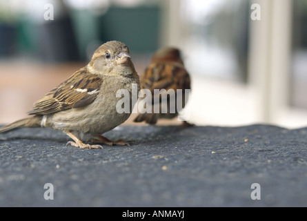 kleine braune Spatz in der Stadt sitzt auf einer Betonwand Stockfoto