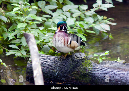 Eine männliche Holzente (Aix sponsa) thront auf einem moosigen Baumstamm neben einem Bach und zeigt ihr lebendiges Gefieder inmitten üppiger grüner Vegetation. Stockfoto
