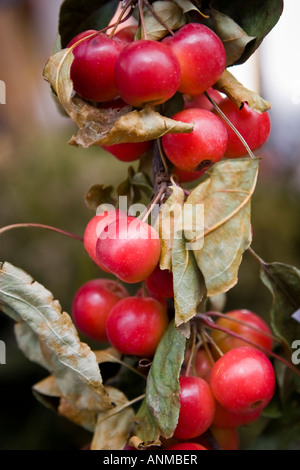 Nahaufnahme von Holzäpfel auf Ast mit getrockneten Blättern Stockfoto