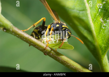 Europäische Papier Wespe Polistes Dominula Essen Planthopper Acanalonia sp Stockfoto