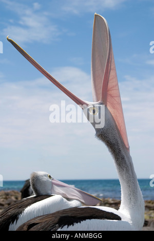 Pelikan Gähnen an einem Strand Kangaroo Island South Australia im Hochformat Stockfoto