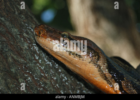 Python aus aus indischen Python in der Nähe von Kanha Nationalpark, Indien Stockfoto