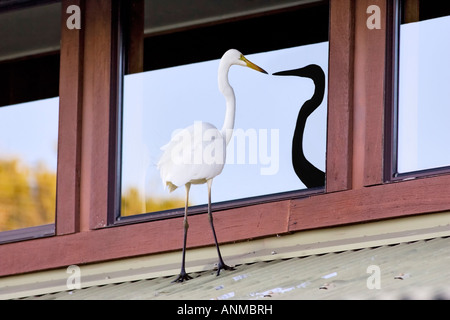 Ein Silberreiher (Ardea alba) thront auf einem Dach an seinem Spiegelbild im Fenster suchen. Perth, Western Australia Stockfoto