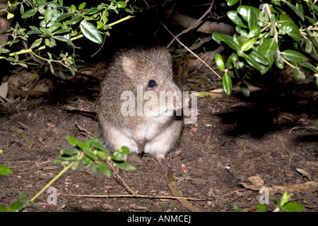 Nahaufnahme der Langnasen-Potoroo-Potorous Tridactylus - Familie Potoroidae Stockfoto