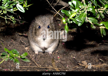 Nahaufnahme der Langnasen-Potoroo-Potorous Tridactylus - Familie Potoroidae Stockfoto