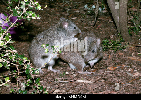 Nahaufnahme der Langnasen-Potoroo-Potorous Tridactylus - Familie Potoroidae Stockfoto