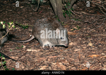 Nahaufnahme der Langnasen-Potoroo-Potorous Tridactylus - Familie Potoroidae Stockfoto