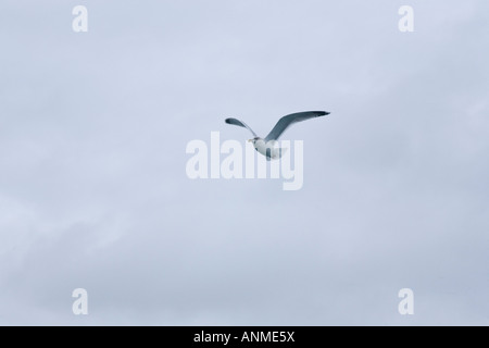 Einsame Möwe mit düsteren Himmel, St Mawes Cornwall. Stockfoto