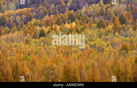 Herbst im Inneren mongolischen autonomen Region im Nordosten Chinas Stockfoto