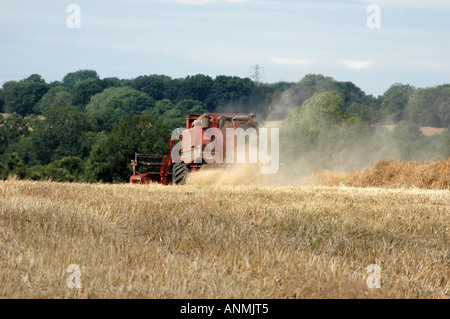 Mähdrescher ernten Weizenernte im Feld in Wildhern Hampshire England Vereinigtes Königreich Stockfoto