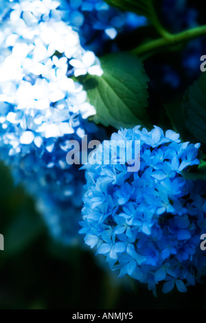 Blaue Hortensie Macriphylla Blütenstand Stockfoto