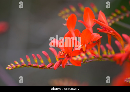 Crocosmia in voller Blüte Stockfoto