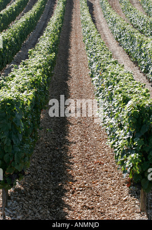 Reihen von Weinstöcken, Süd-west Frankreich Stockfoto