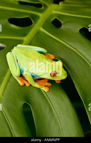 Frosch auf Blatt Stockfoto