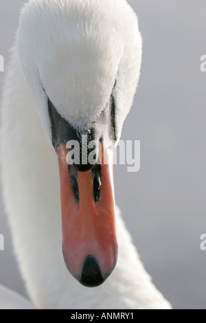 White Swan Kopf Stockfoto