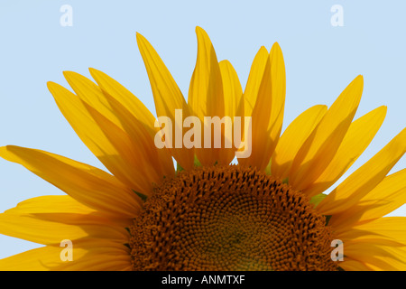 Nahaufnahme von Sonnenblumen Kopf vor blauem Himmel Stockfoto