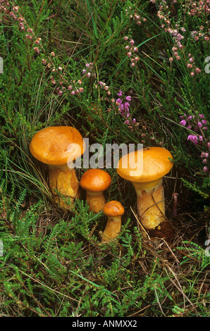 Lärche Röhrenpilze / Suillus Grevillei Stockfoto