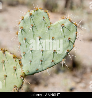 Nahaufnahme eines herzförmigen Kaktus, Arizona, Vereinigte Staaten Stockfoto