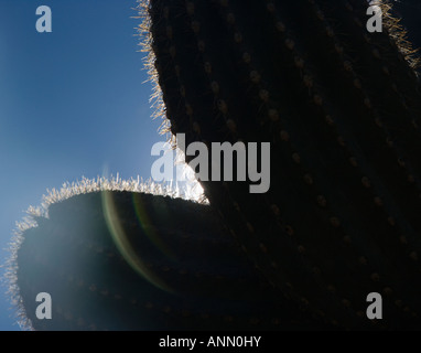 Sonne hinter Kaktus, Arizona, Vereinigte Staaten Stockfoto